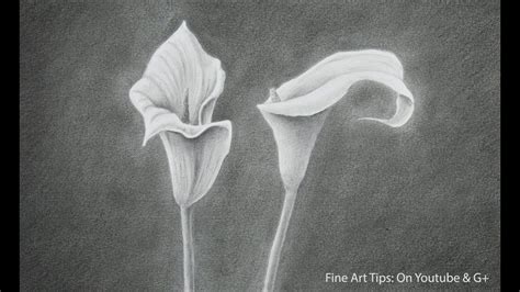 Calla Lily Flower Pencil Drawing