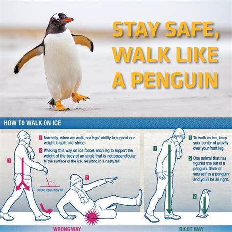 Safetytip Walk Like A Penguin On Ice Click The Image To Learn More