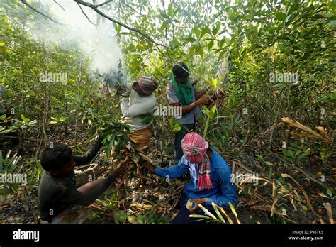 Traditional Honey Collection In Sundarbans The World Largest Mangrove