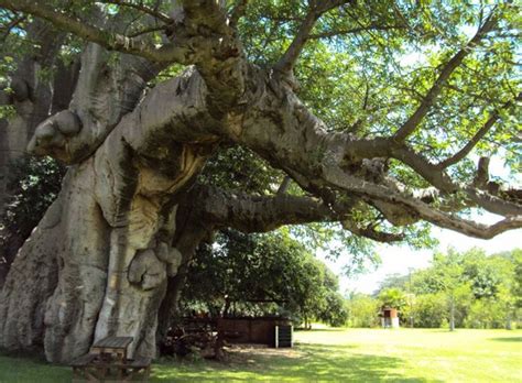 Grab A Drink Inside A 6 000 Year Old Baobab Tree At South Africa S Sunland Bar Baobab Tree