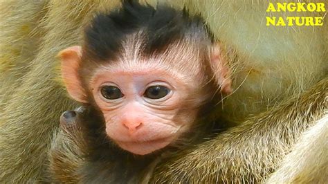 Super Cute Baby Monkey Billiona Billiona Baby Monkey