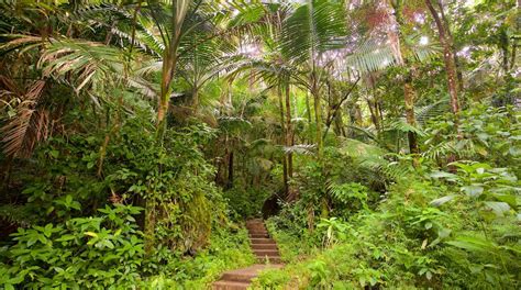 El Yunque National Forest In Puerto Rico Expedia