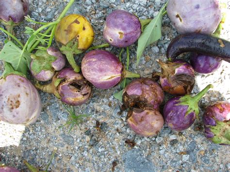 Penerima & pemancar televisyen dan radio, rakaman bunyi atau video. TKPM Gajah X Mati: Pengurusan Pertanian Baik