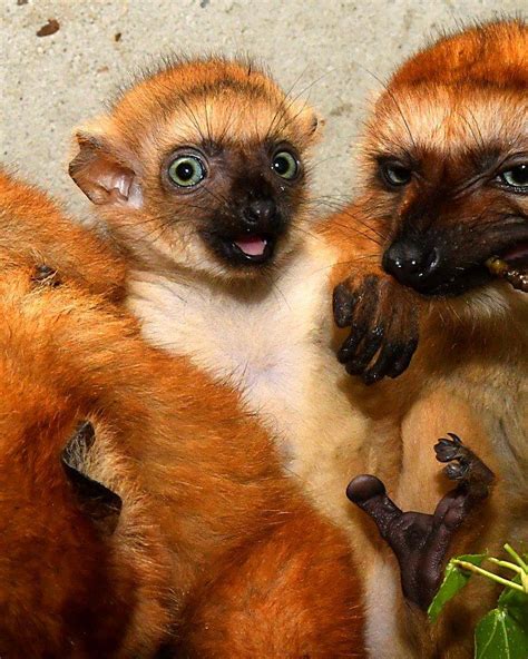 Duke Lemur Center Welcomes New Baby Lemurs Abc11 Raleigh Durham