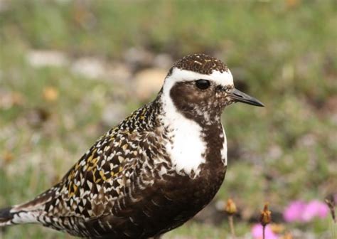Adult In Breeding Plumage New Zealand Birds Online