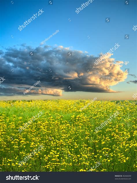 Yellow Flowers Field Under Blue Skies Stock Photo 46366699 Shutterstock