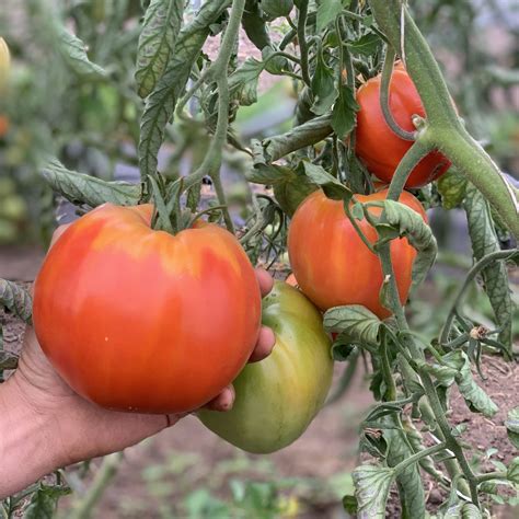 Tomato Italian Heirloom Deep Harvest Farm