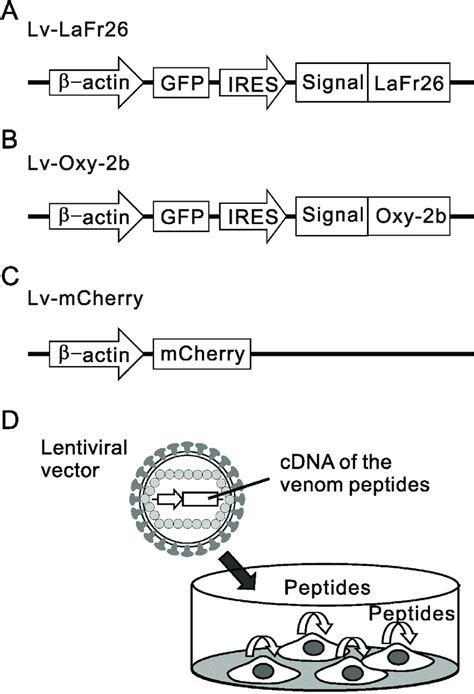 Schematic Illustration Of The Designed Lentiviral Vectors Used To