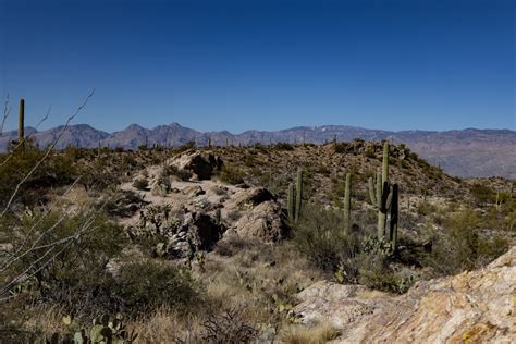 220203 Saguaro National Park Tucson Arizona Rzc9111 Grasping For