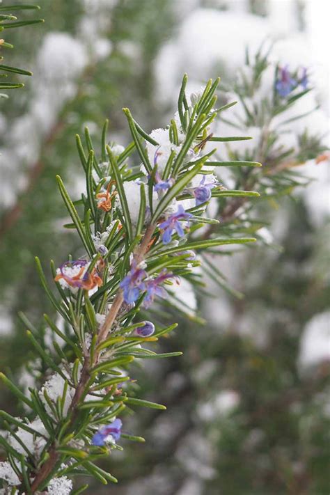 The Best Cold Hardy Rosemary Varieties Gardeners Path