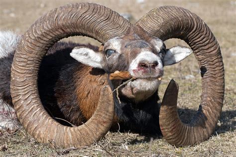 Hunting For Mouflon Rams Between 75 90 Cm In A Quality District The