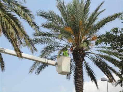 The height of the tree and the extent of trimming, pruning and grooming required. How Much Does It Cost to Trim Palm Trees? - The Frisky