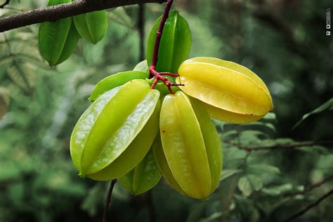 Five Magical Health Benefits Of Delicious Star Fruit Check Details