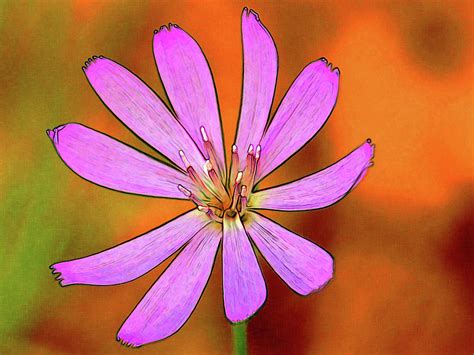 Purple Flower Photograph By Linda Weyers Fine Art America