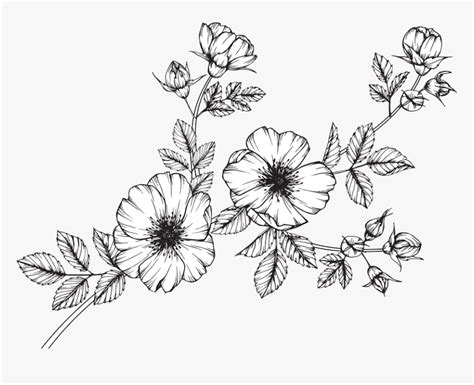 Clip Art Collection Of Free Wildflower Flower Drawing Black And White
