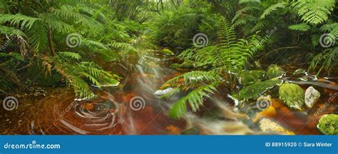 River Through Rainforest In Garden Route Np South Africa Stock Photo