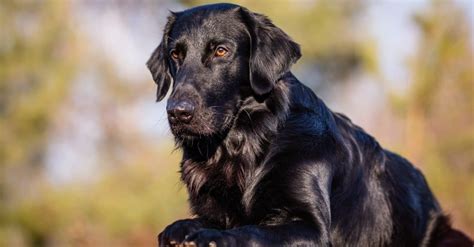 Flat Coated Retriever Dog Breed Complete Guide A Z Animals