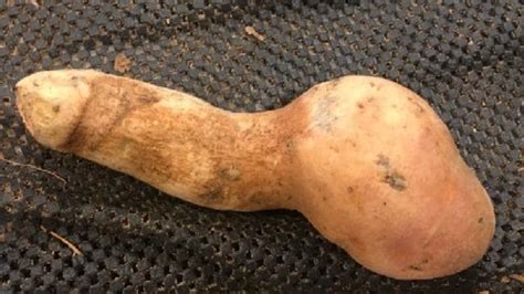Penis Shaped Potato Shocks Shoppers At Darwin Supermarket The Courier Mail