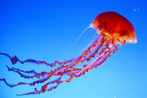 How Do Jellyfish Live Without A Brain