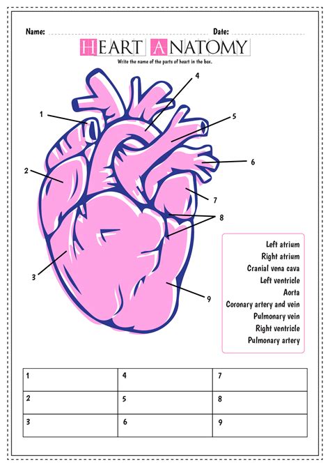Printable Heart Worksheet