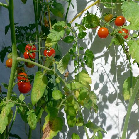 Tomato Blight 2015 Diary Of A Brussels Kitchen Garden