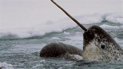 Narwhal Revealing An Arctic Legend Meer