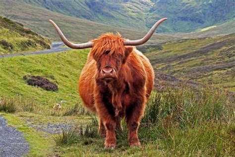 Highland Cow 1 Spotlight Images