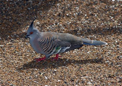 Crested Pigeon Ocyphaps Geophaps Lophotes