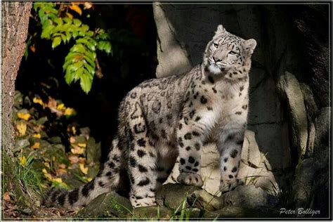 Pin By Reese Appel On Animals Baby Snow Leopard Wild