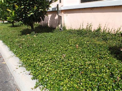 Ground Covers Offer A Good Substitute For Grass Jasmine Ground Cover