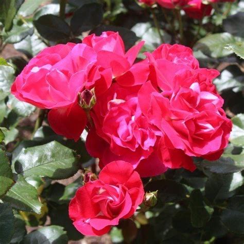 Rose Wild Cherry Floribunda Standard Greenleaf Nurseries