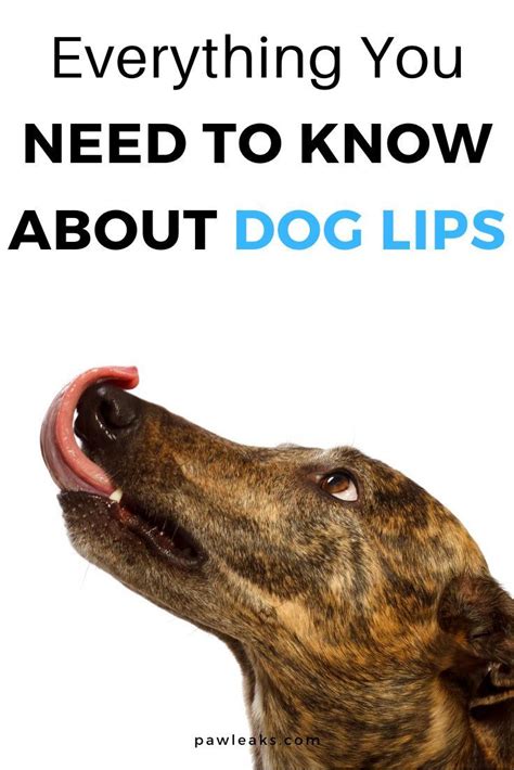 Do Dogs Have Lips Dog Skin Problem Dog Health Tips Dog Facts