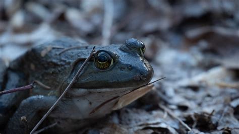 Lithobates Catesbeianus American Bullfrog Ii Sony E 70 3 Flickr