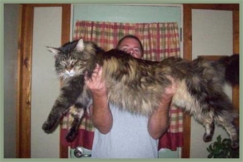 Ultimately, the maine coon cats slow growth rate means that you will not discover your maine coons full i used to think our cat was big, until i came across this maine coon cat on the internet who holds the how much do maine coon kittens weigh? The Big Maine Coon Cat