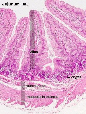 Histology Small Intestine Jejunum Histology Slides Anatomy And