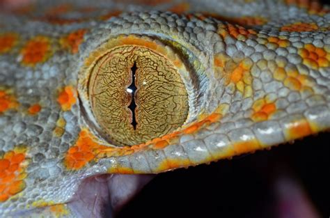 Tokay Gecko Eye Eye Close Up Gecko Blurry Vision