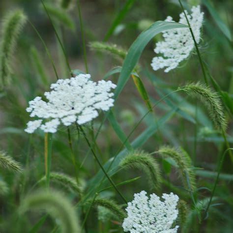 Wild Carrot Queen Annes Lace And Wild Grass Roadside Fl Flickr
