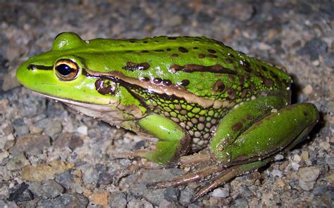 Beautiful Green Frog Amphibians In Australia