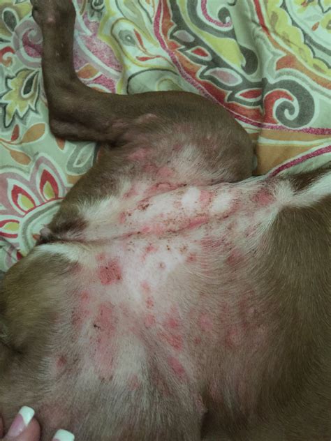 Bumps Heat Rash On Dogs Belly What Should I Do About A
