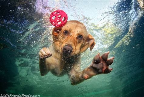 Hilarious Pictures Of Dogs Diving Underwater Snappy Pixels