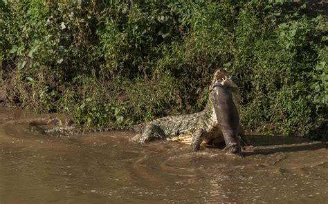 Crocodile Eats Baby Hippo In Gruesome Video