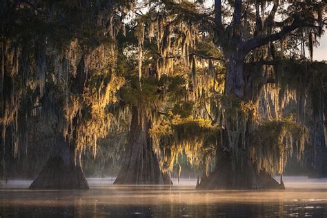 Trees Tree Cypress Louisiana Moss Swamp Hd Wallpaper Peakpx