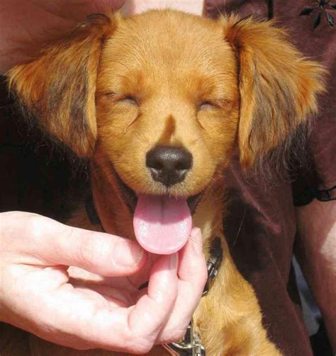 Smiling Puppy So Cute With Images Puppy Dog Pictures Puppies