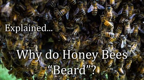 Honey Bees Bearding Outside The Bee Hive Faq 33 Why Do They Do That Bees Clustered Youtube