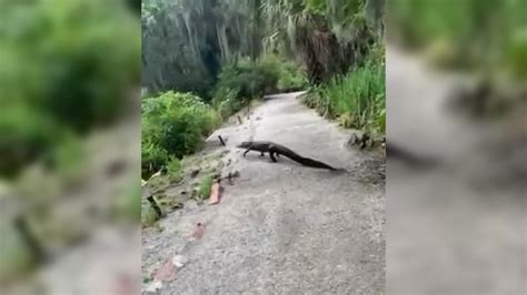 Video Why Did The Alligator Cross The Road Wcbd News 2
