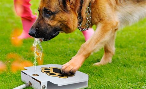 The Best Dog Water Fountains To Keep Your Pooch Hydrated In 2022