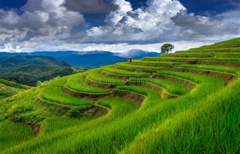 Asian Rice Field Terrace On Mountain Side In Pabongpiang Village