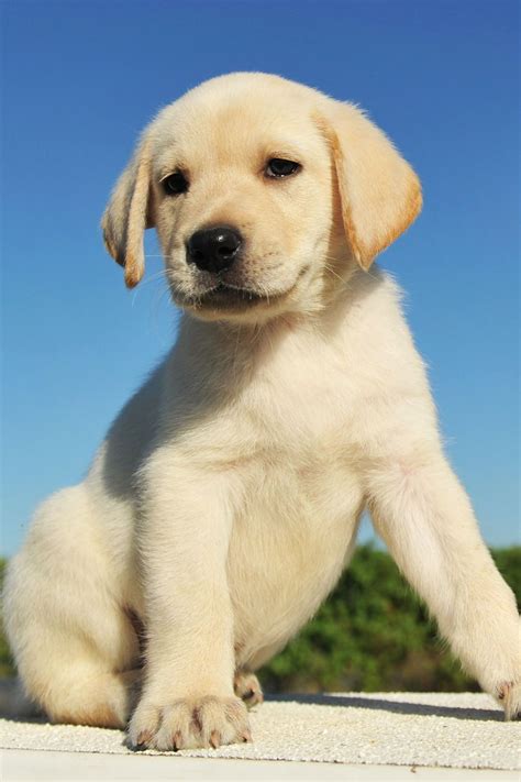 Cute Labrador Puppy Is Always Happy To Help You With Your Daily Tasks