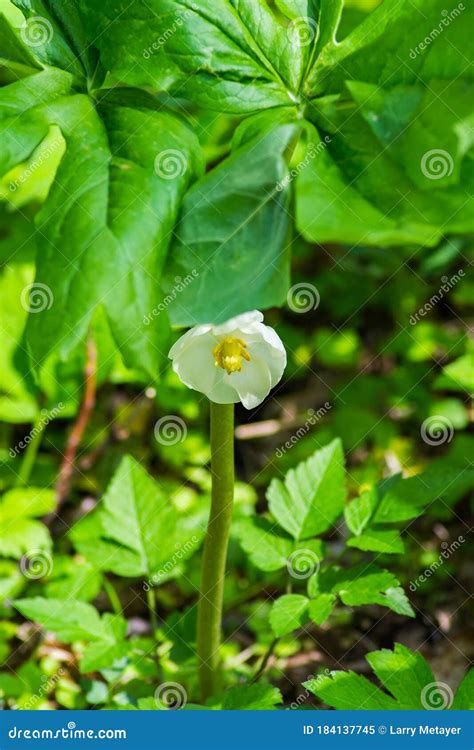 Closeup Of A Mayapple Flower Also Known As Mandrake Stock Image Image
