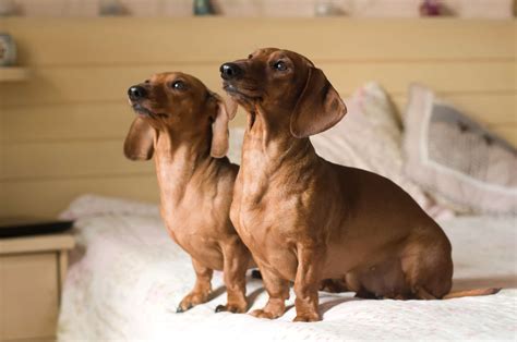 13 Of The Longest Living Dog Breeds